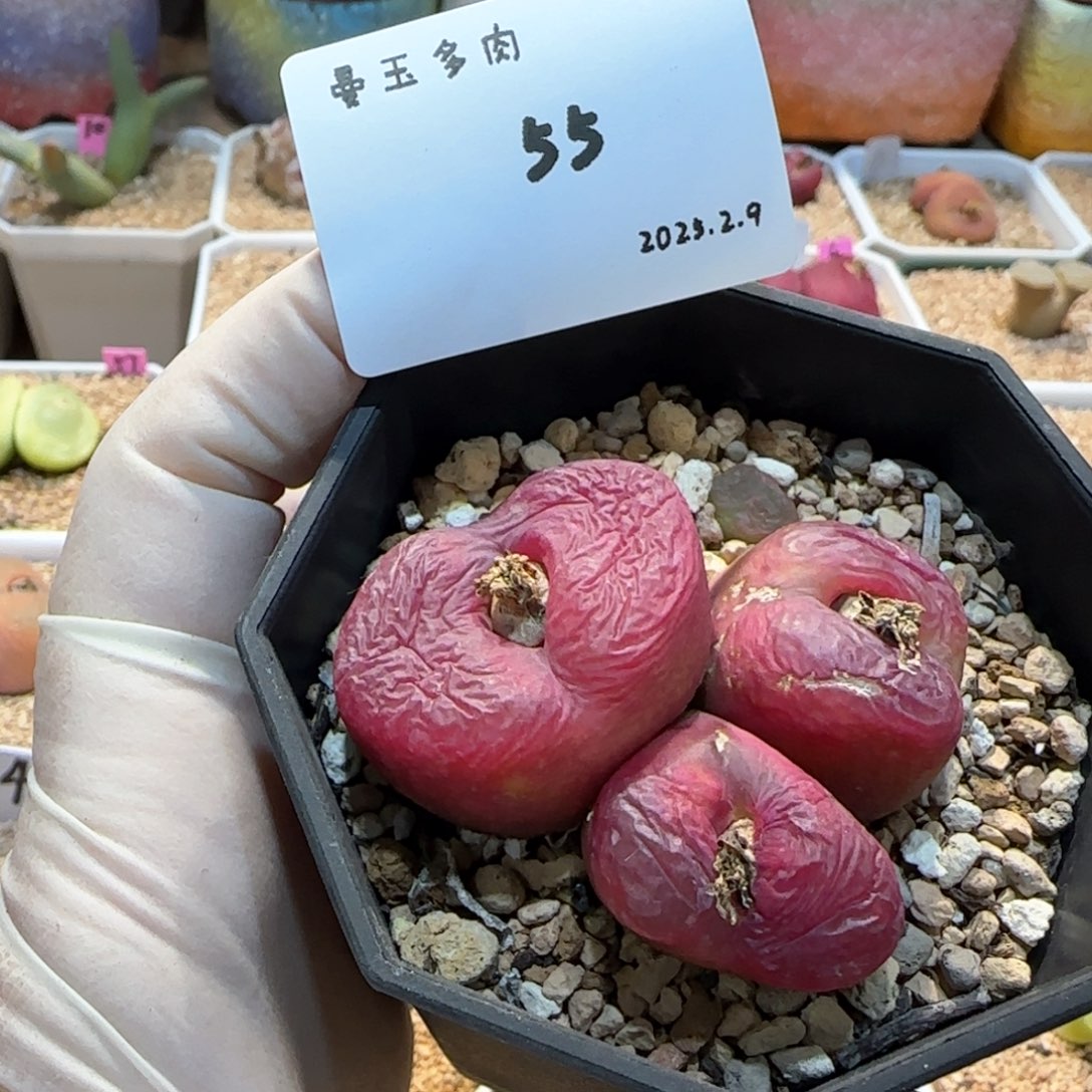 多肉多肉多肉2.9-055