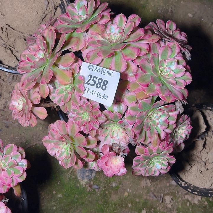 2588红铜白多肉植物