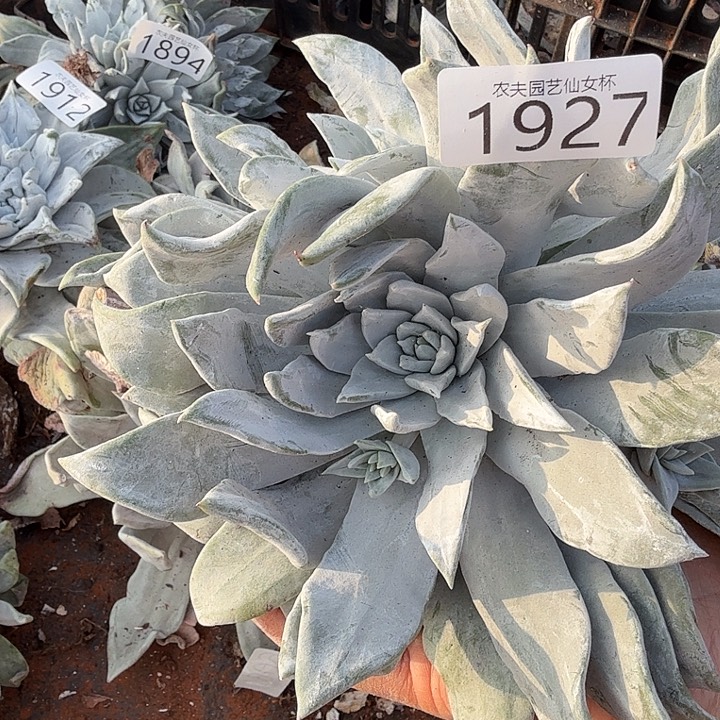 3代杂交新品仙女杯多肉