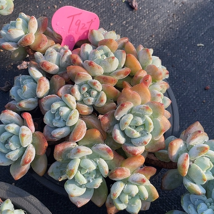 冷香群生多肉植物927