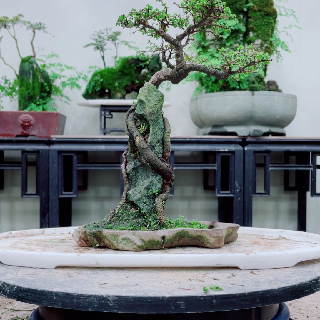 无铅玻璃田**风铁线蕨等植物的生长发育和