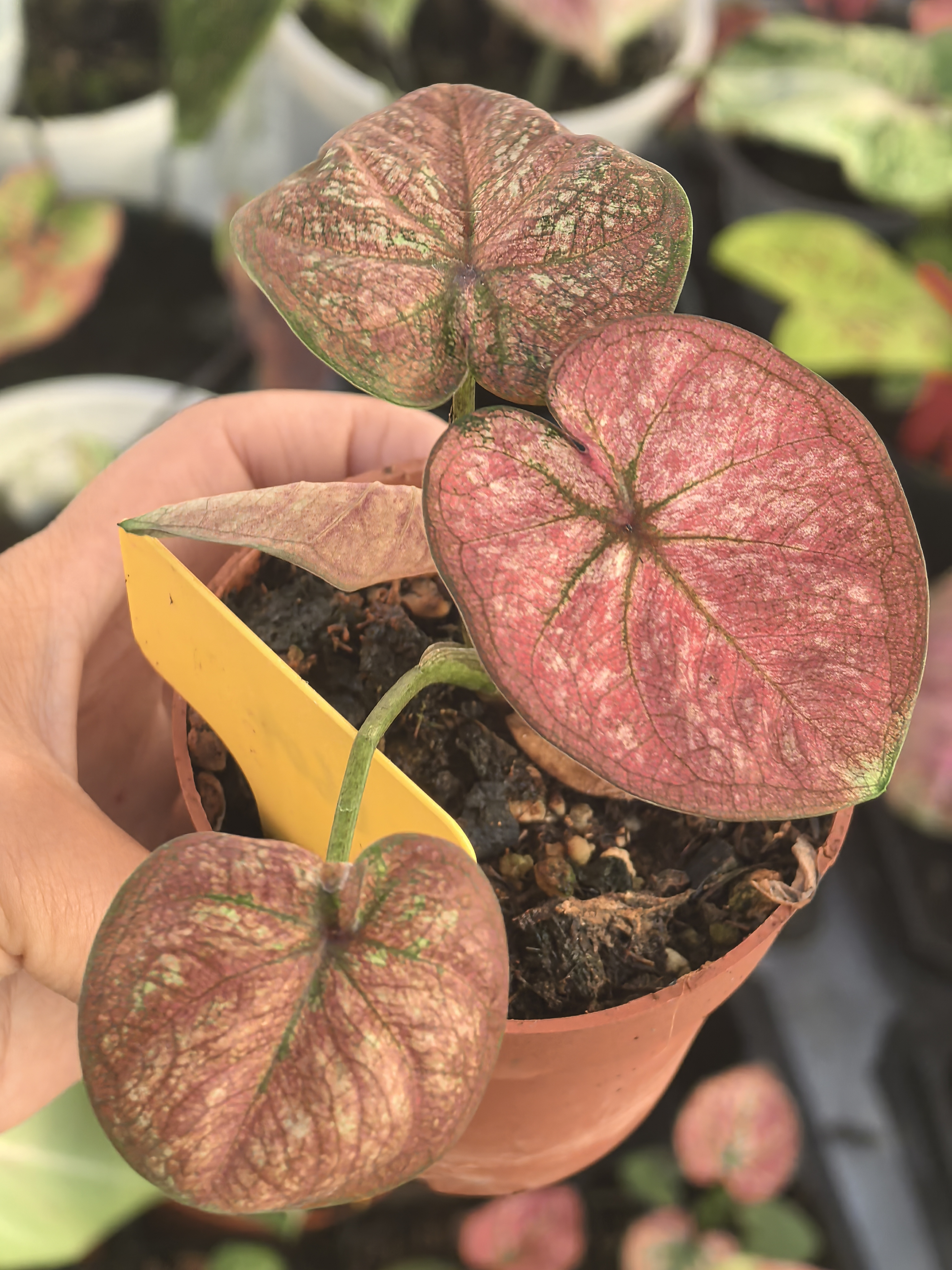 泰彩个体66，叶子超级圆，国内养定，ins风室内观叶懒人绿植带土带盆