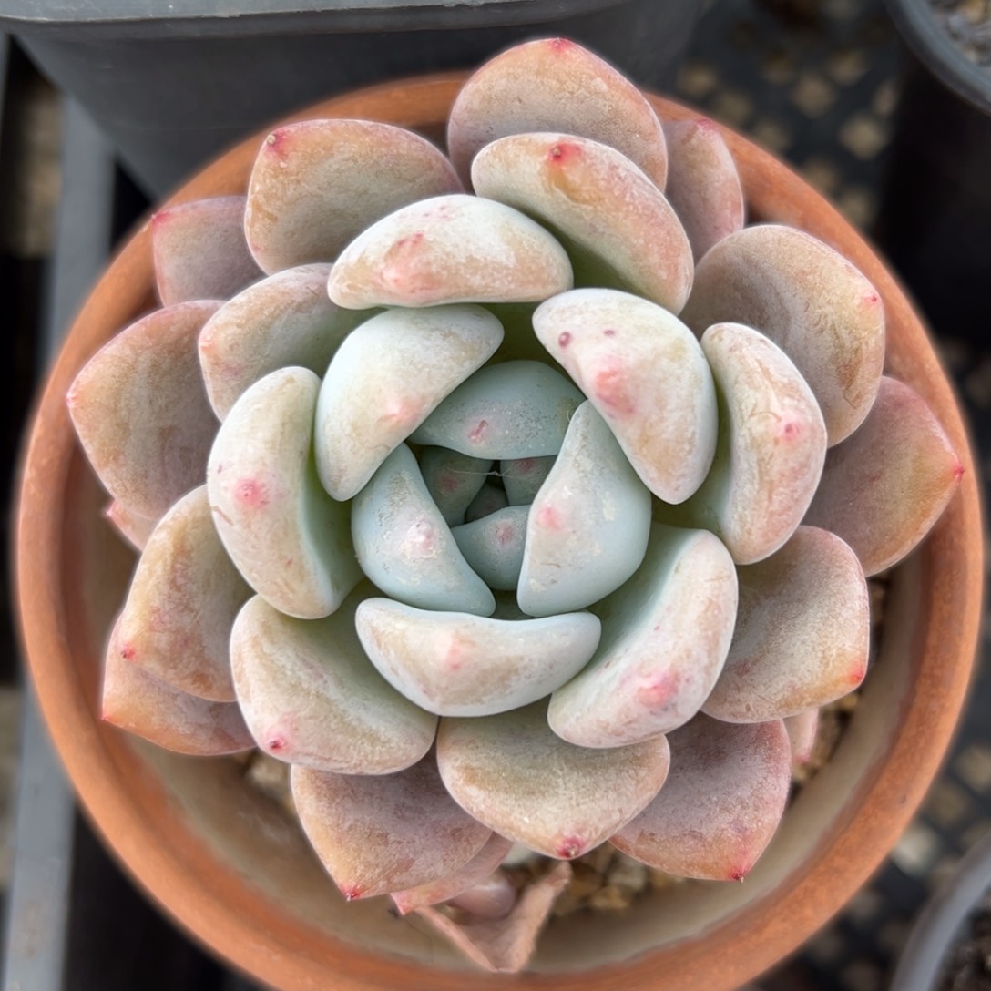 Op冰玉精控多肉一物一拍