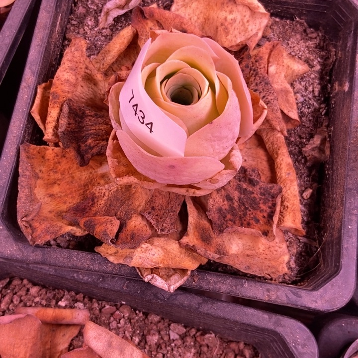 এ****7434山地玫瑰花园