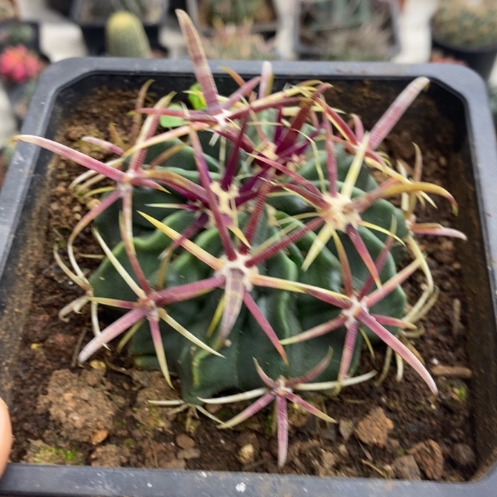 实生宽刺日出特价