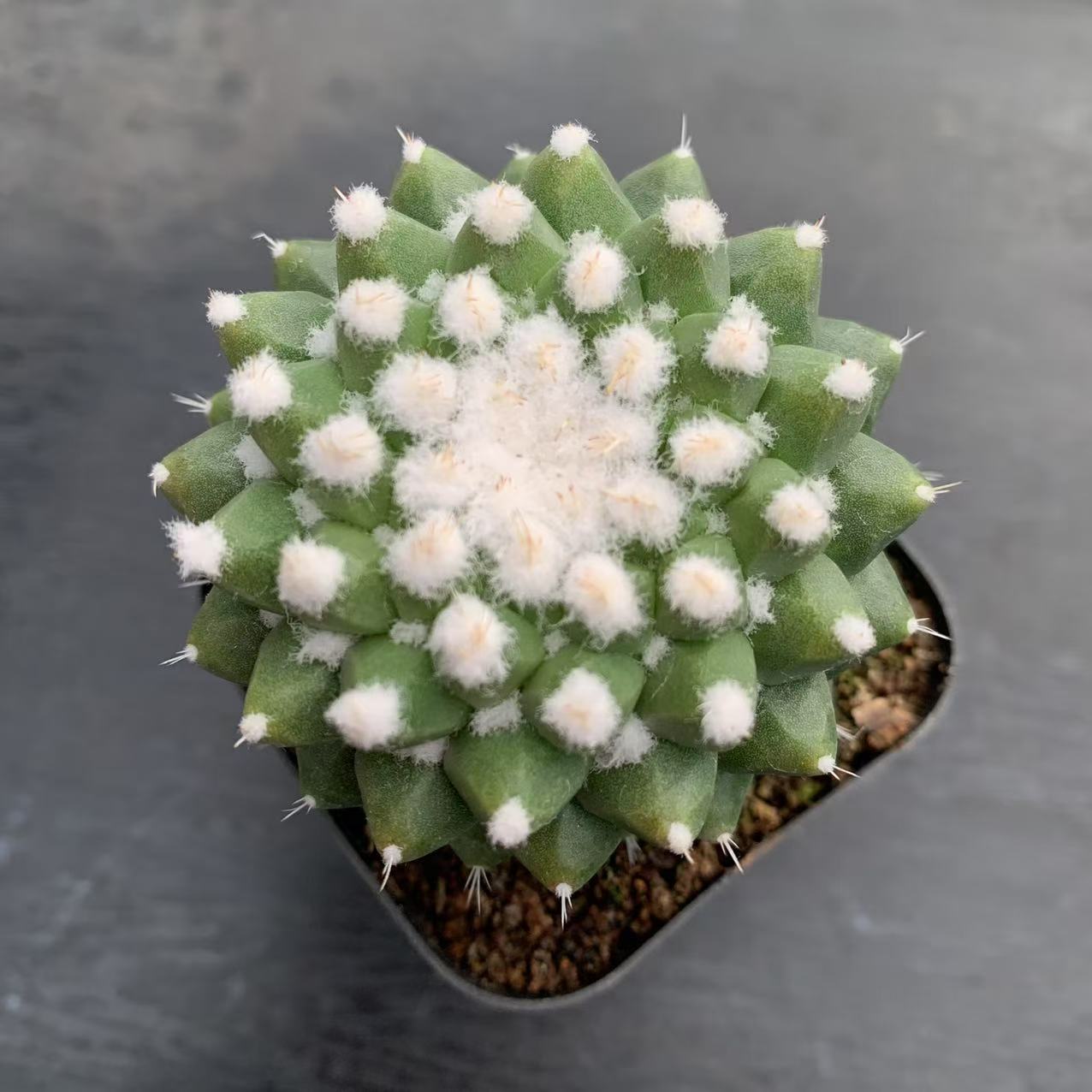 （满18包邮）小号雪糕仙人球3-4cm裸根发货