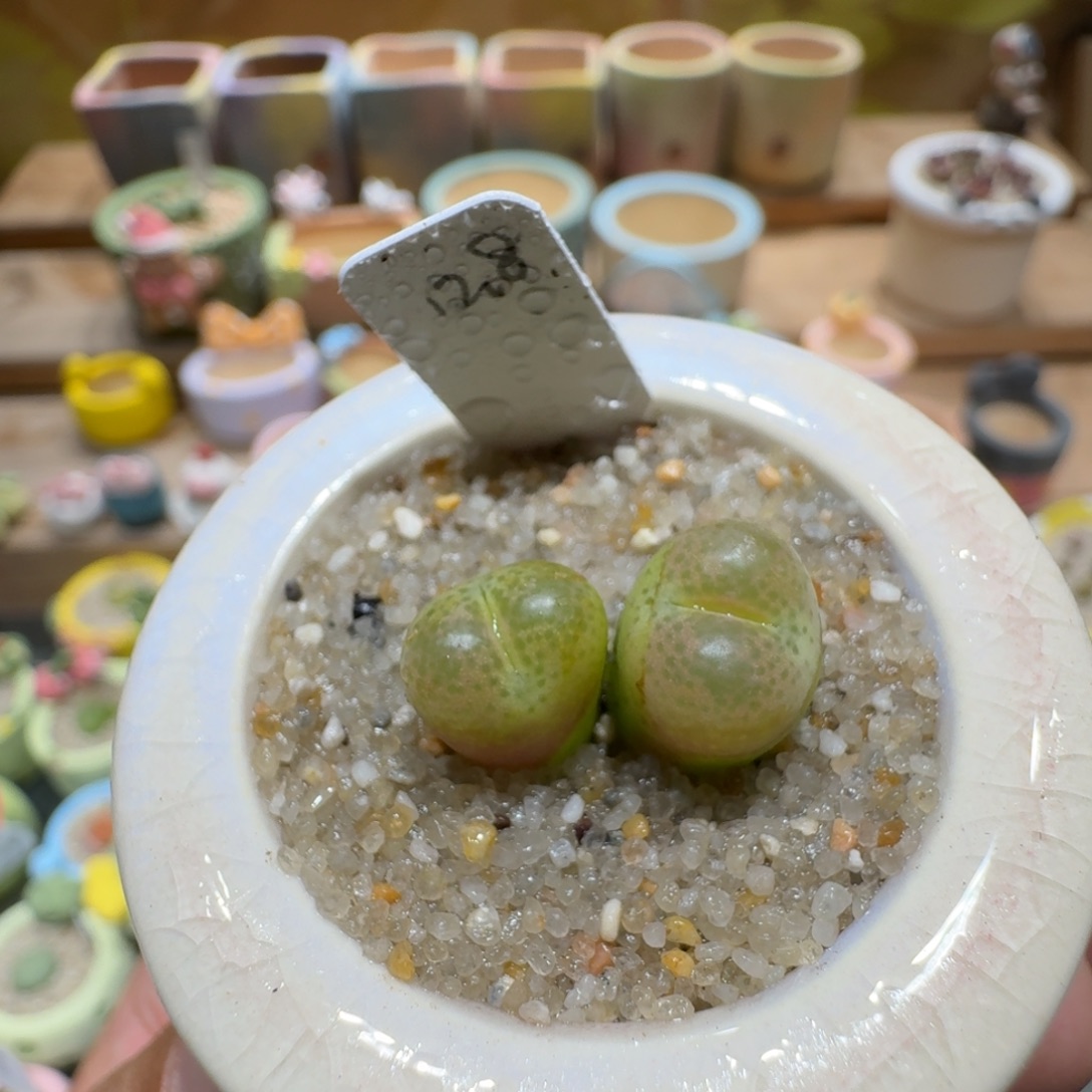 蘑菇1614翠光多肉植物