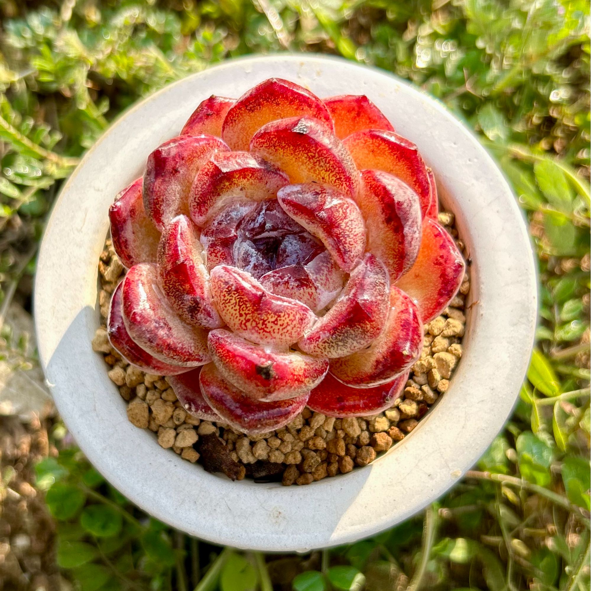 慢悠花房 玄夜黑橙单头多肉植物