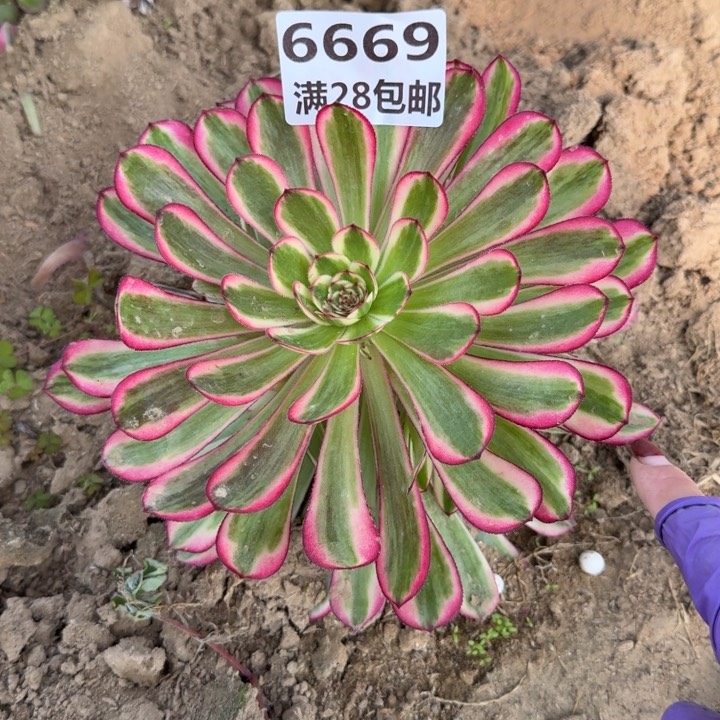 6669一号棚白月光D