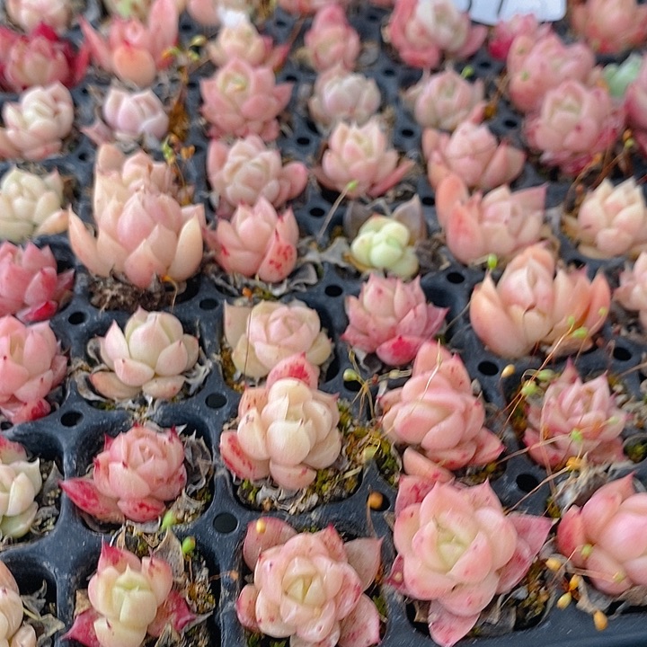 37 多肉植物盆栽花卉植物