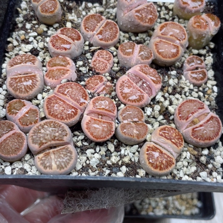 085岛田红窗菊带盆