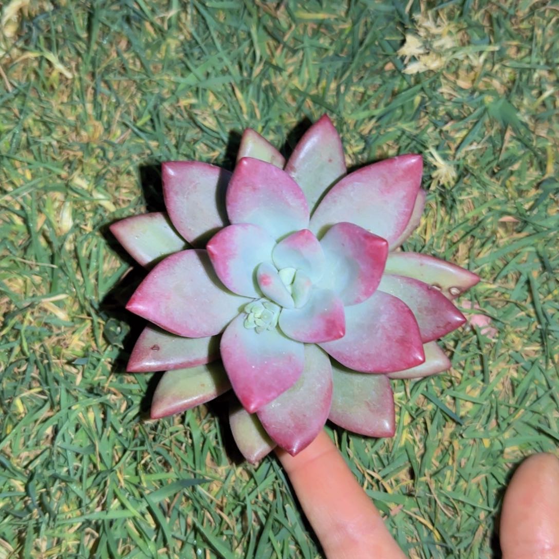 赫本露丝多肉植物