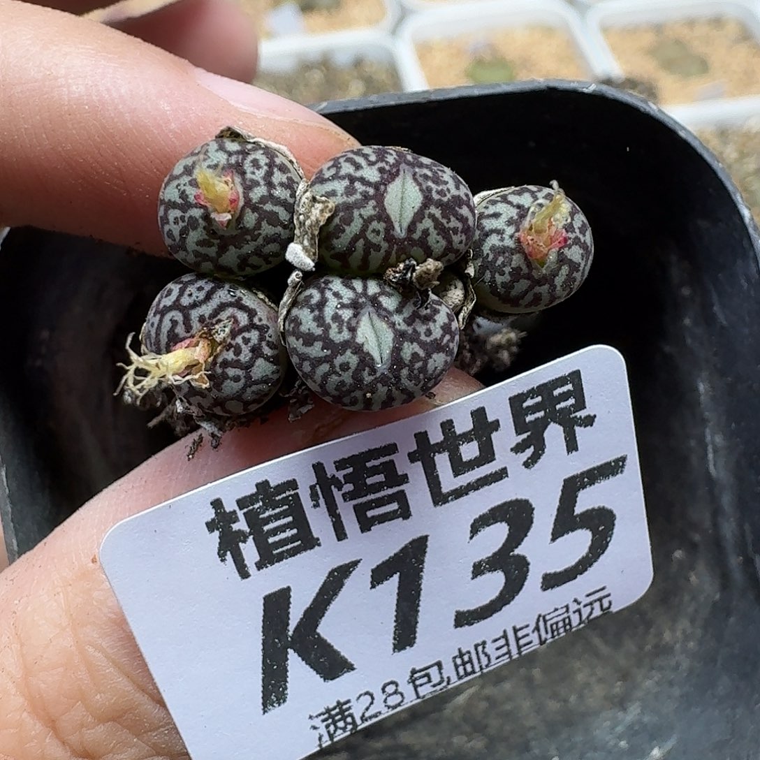 多肉植物的人啊fgb