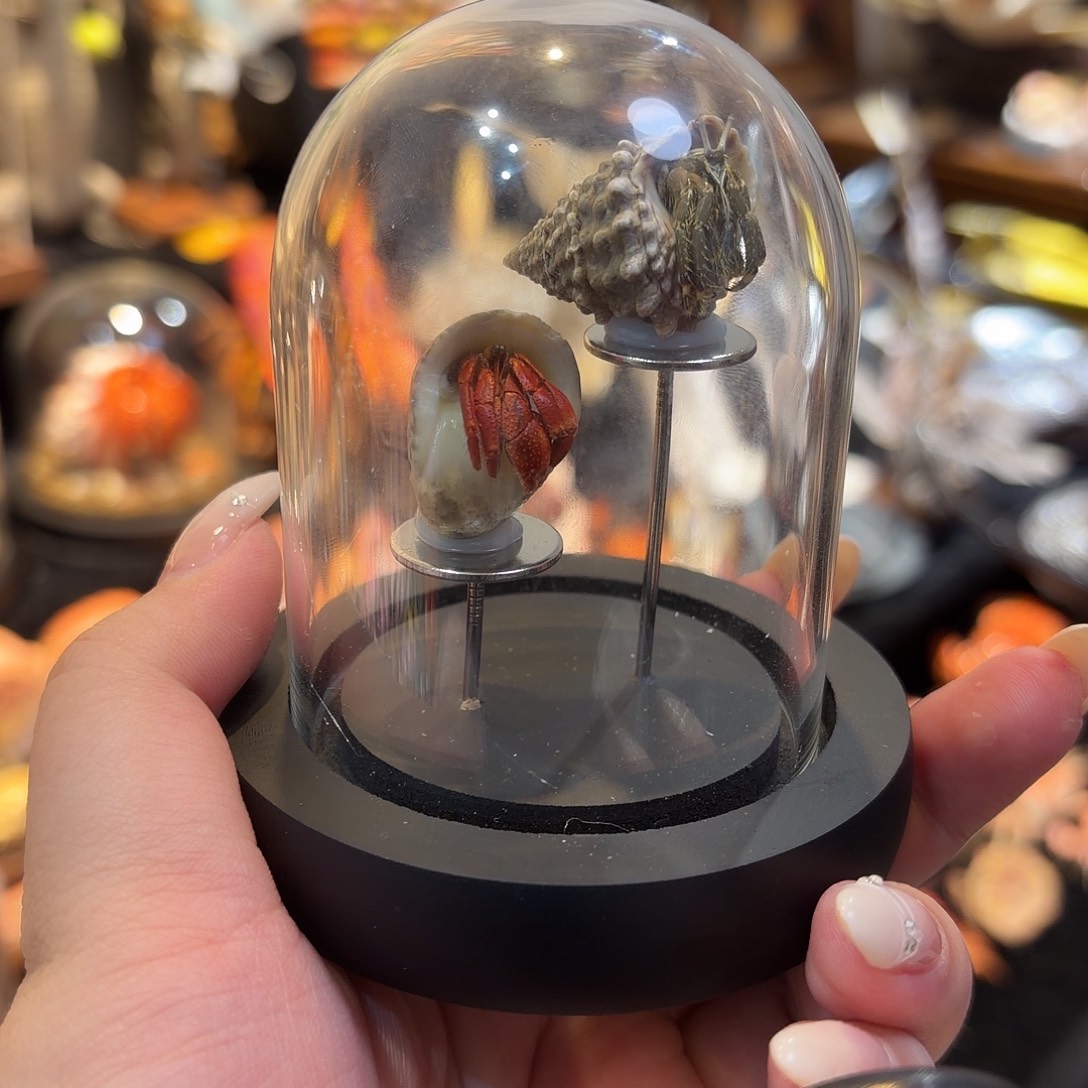 真实迷你寄居蟹标本