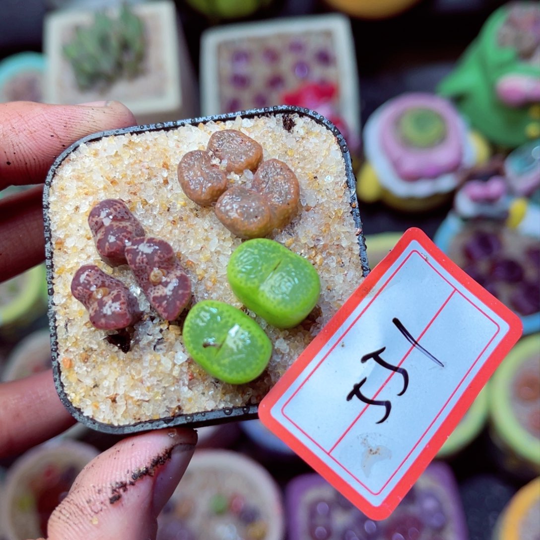 551生石花带盆发