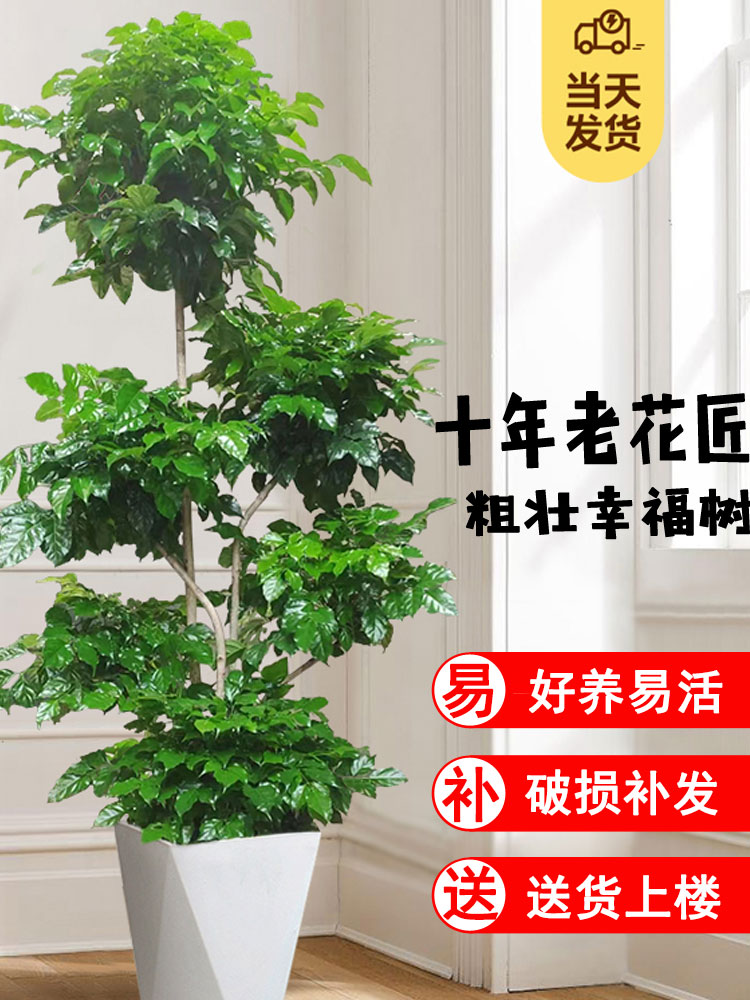 1.7-1.8米【大幸福树】五层树老桩旺宅客厅大型绿宝树发财树