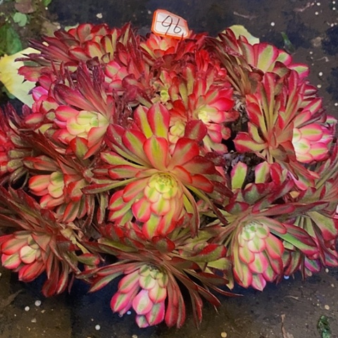 红铜壶老桩绣球法师96