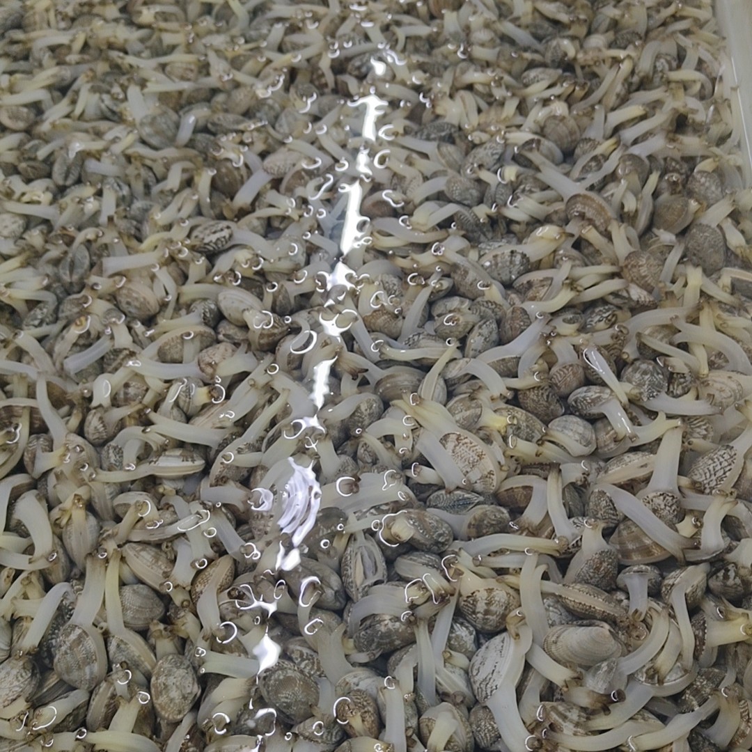 青岛大花蛤1000g,10.8元贝壳