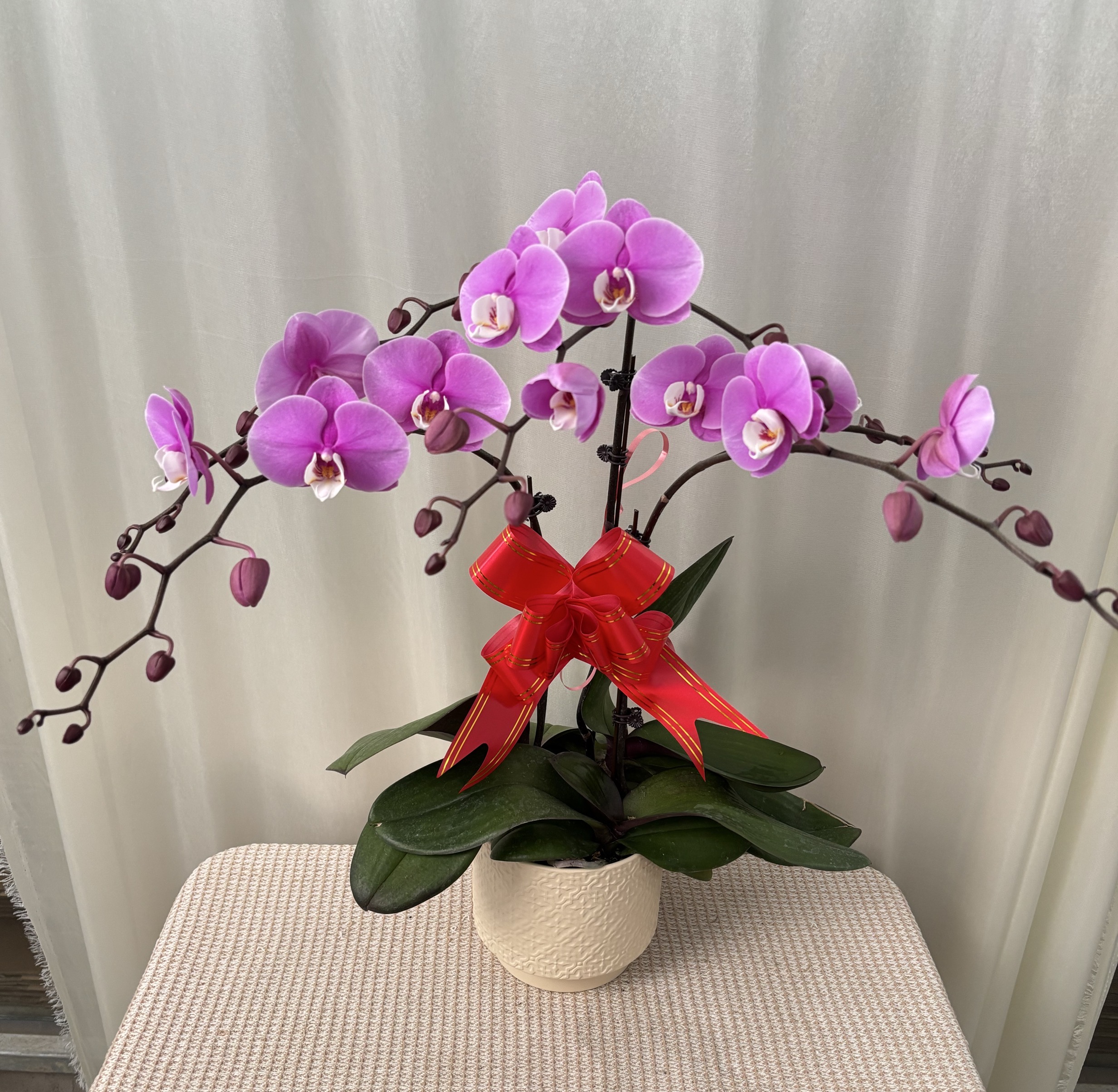 蝶之花【赛冰冰】粉紫色蝴蝶兰  送人送礼办公室摆放蝴蝶兰