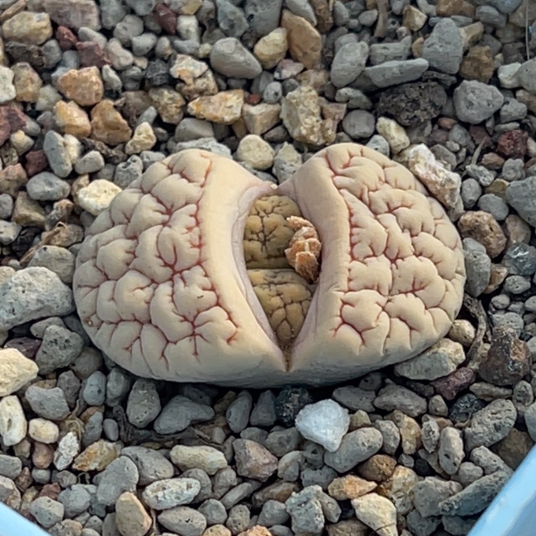 7293凹凸红纹189一颗