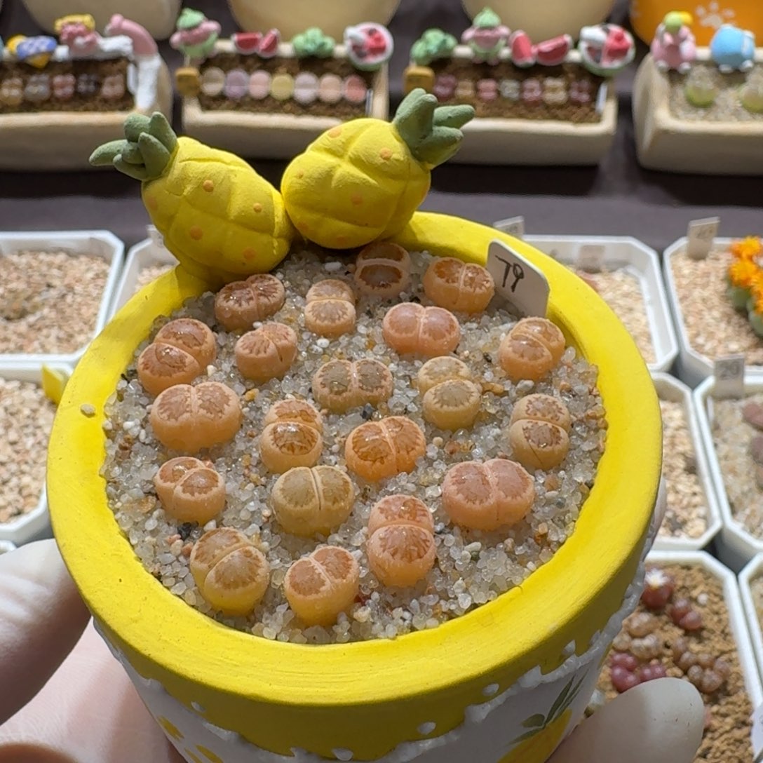 0922-006连盆带花菊菊菊菊菊菊