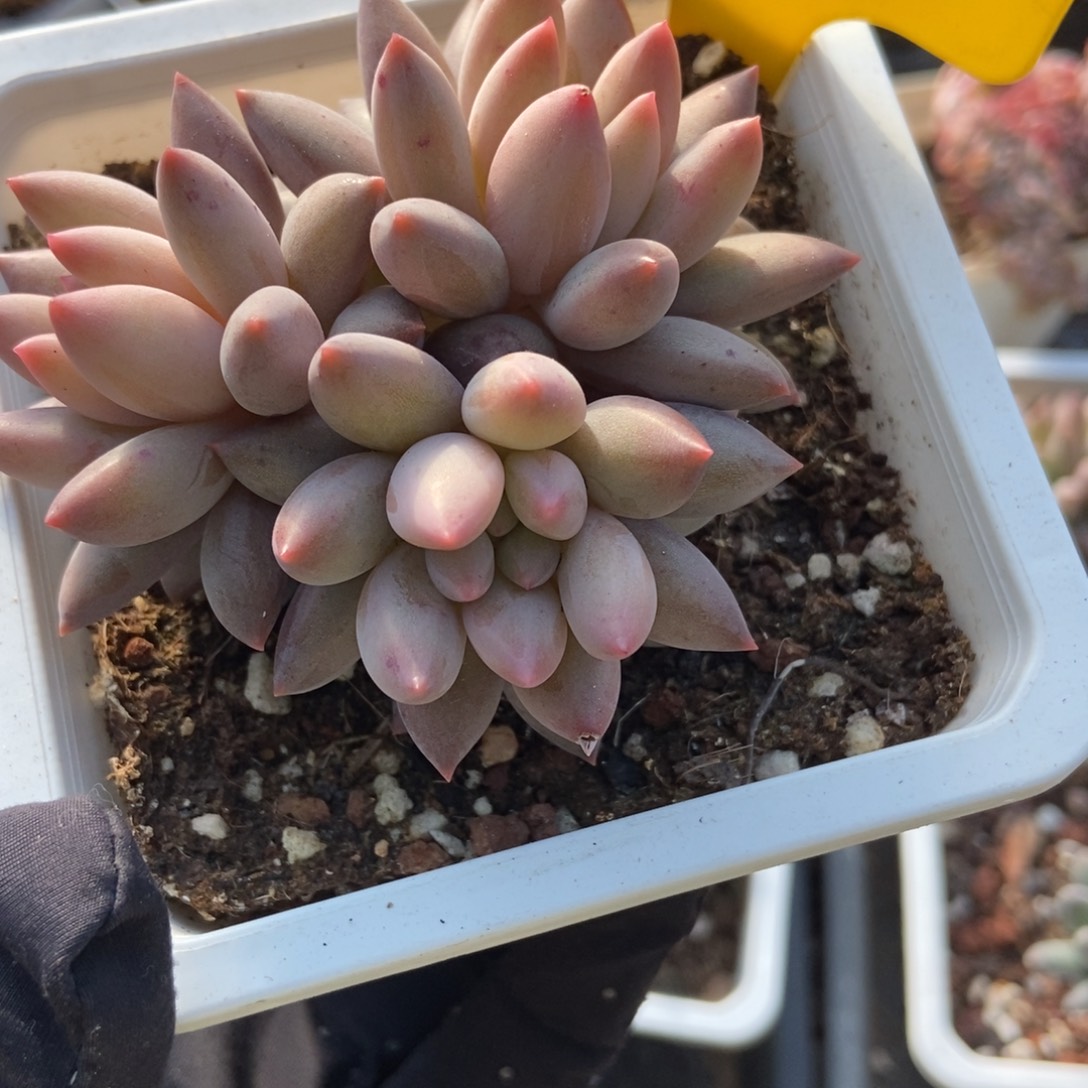 725车厘子多肉植物