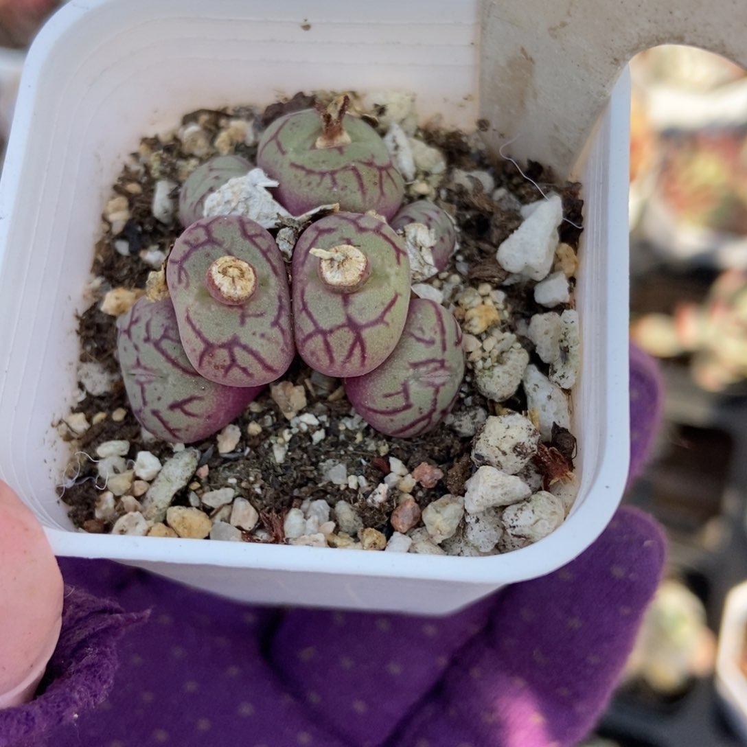 247肉锥多肉植物保护