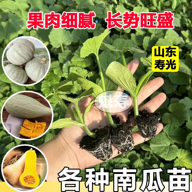南瓜苗子大全庭院菜园甘面耐贮贝贝板栗贵族香芋蜜本早嫩南瓜种籽
