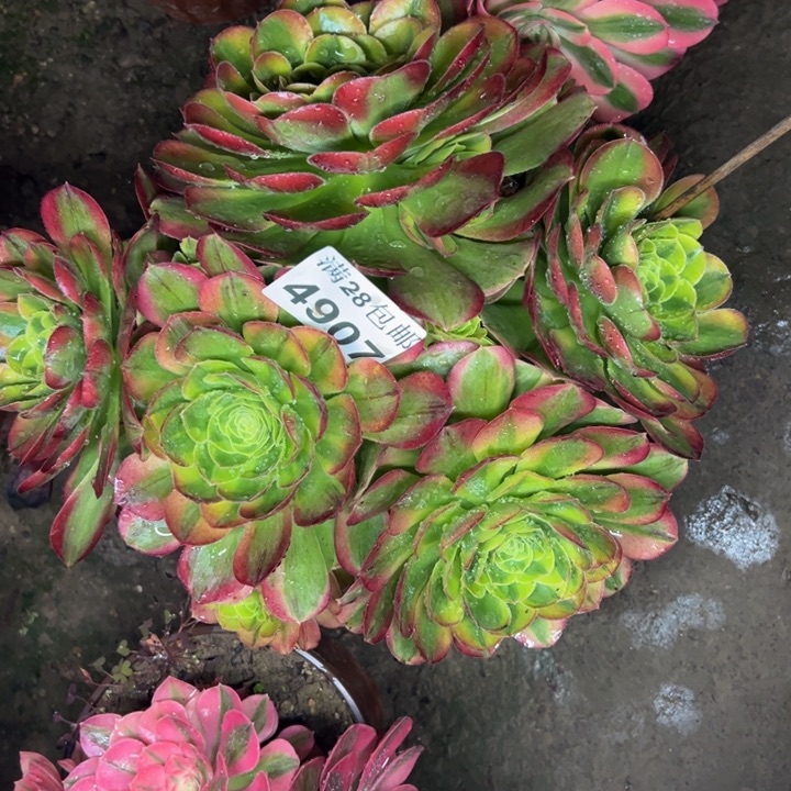 4907奶白多肉植物