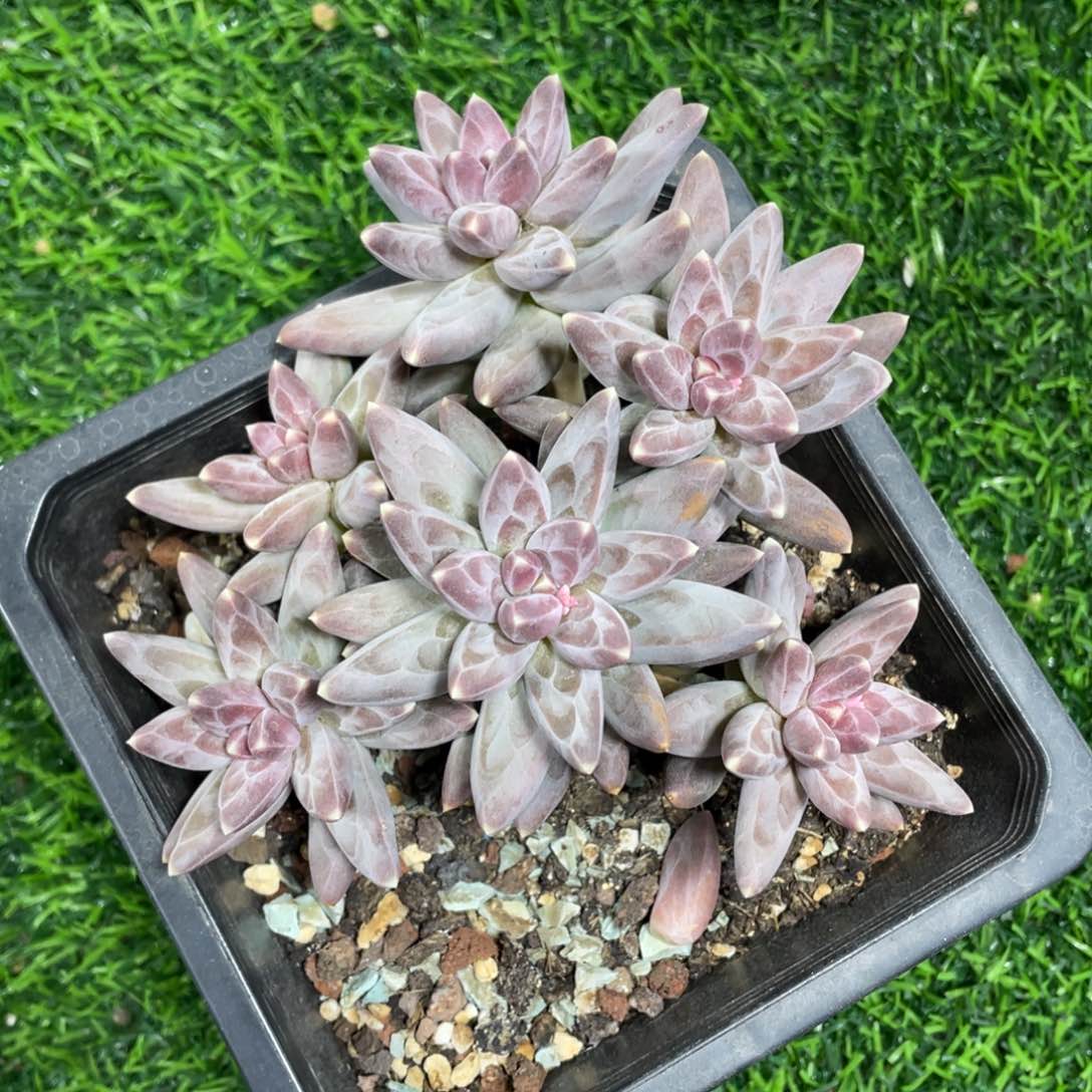 乌拉克拉多肉植物