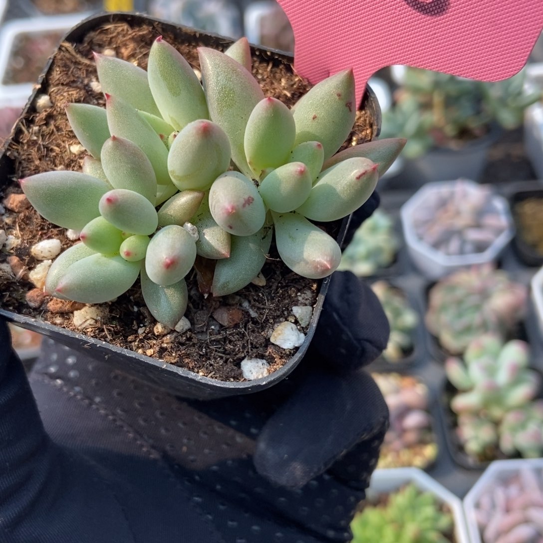 3008岩字多肉植物保护