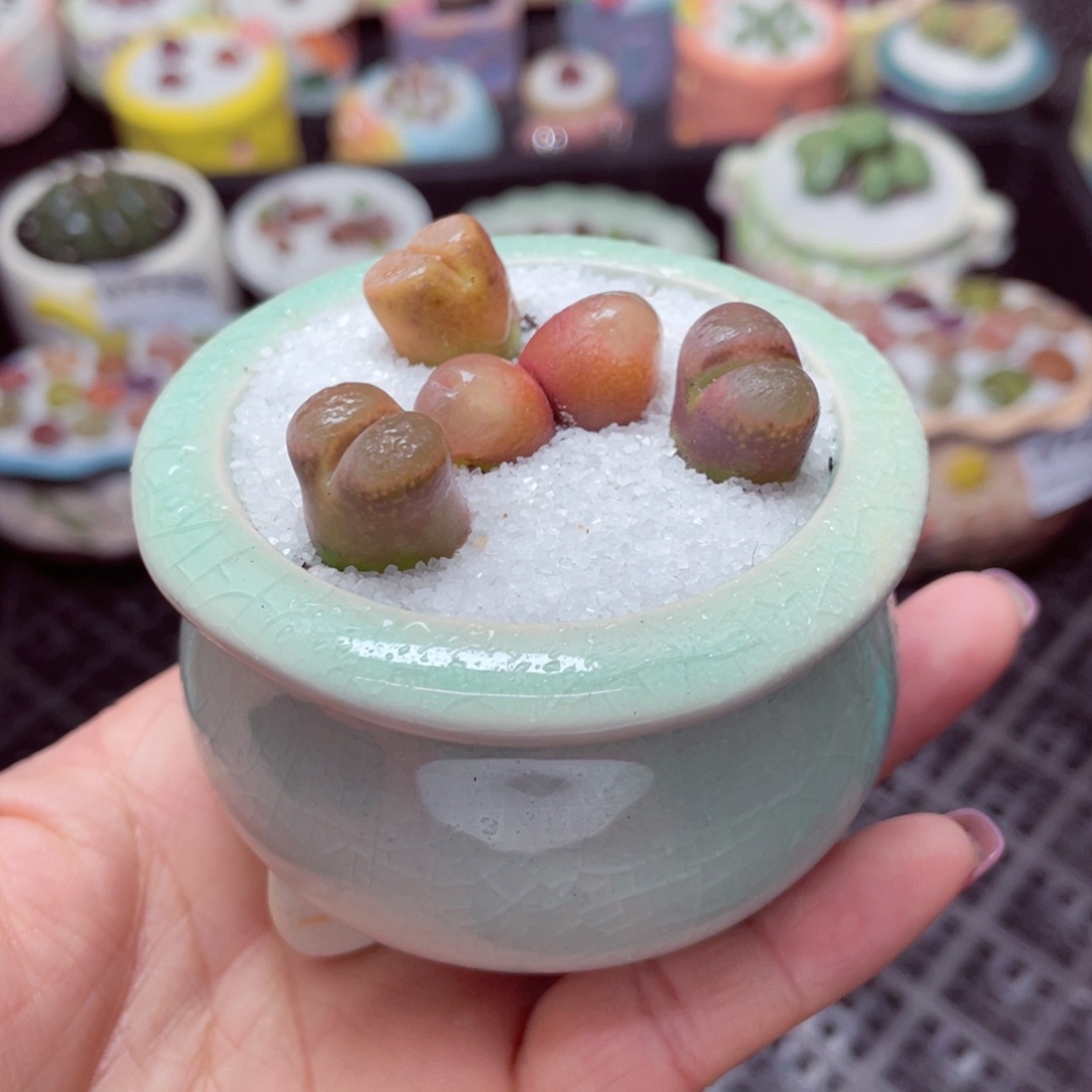 w7745 -零下地区拍保温箱-15支持寄养