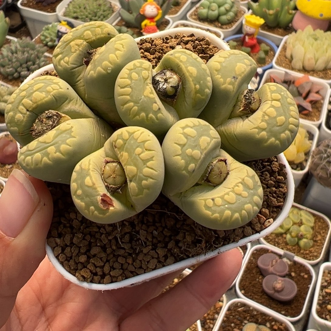 258多肉植物种类和