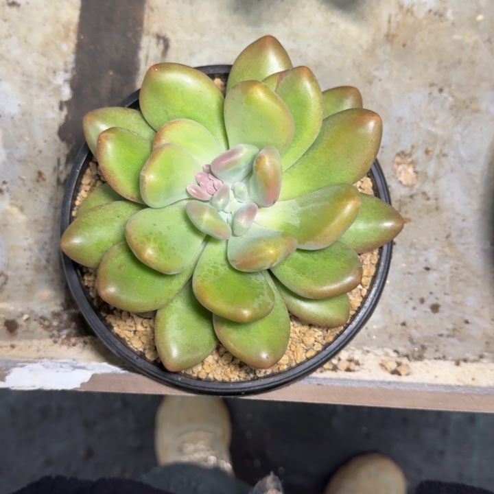 X系列美人新品  母本 一物一拍