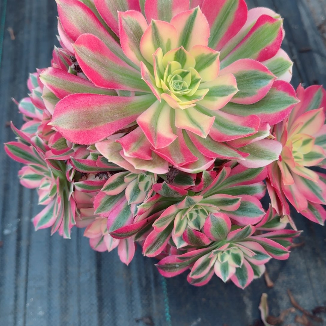 6616女巫多肉多肉