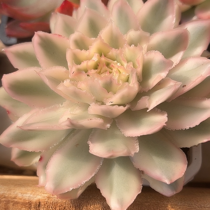 紫蝴蝶锦多肉植物