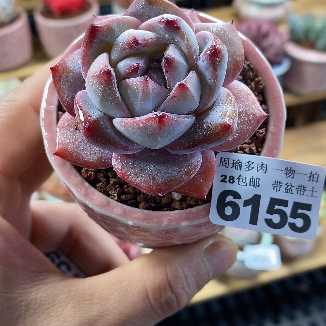 精控多肉植物6155