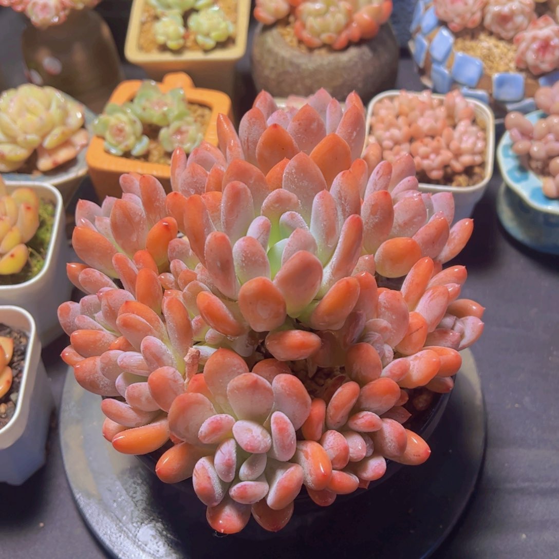 米*子灰姑娘，多肉植物