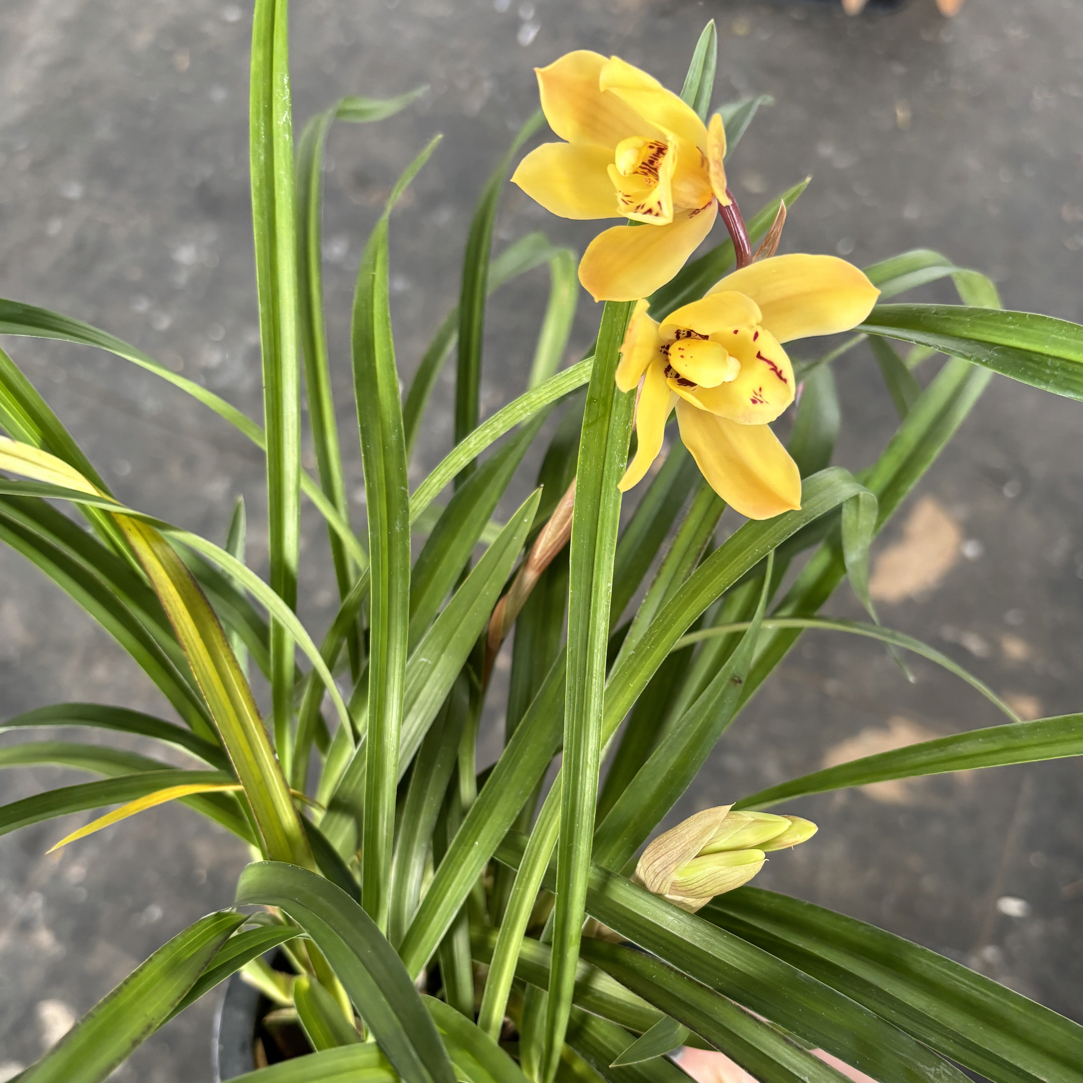 建兰——月光（0度以下拍保温棉不拍冻坏不售后）