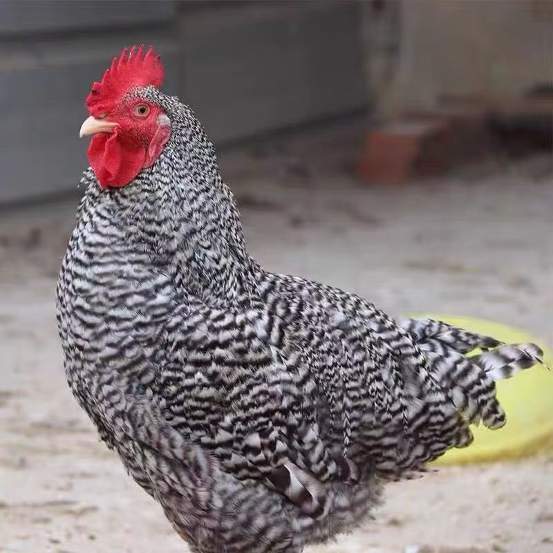 【2只】8-9.6斤汶上黑芦花公鸡农家散养肉质细腻