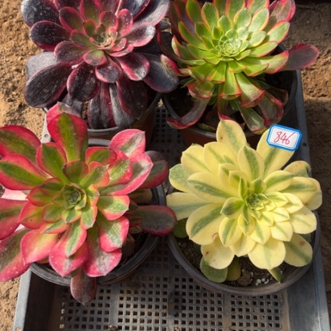 846多肉植物组合