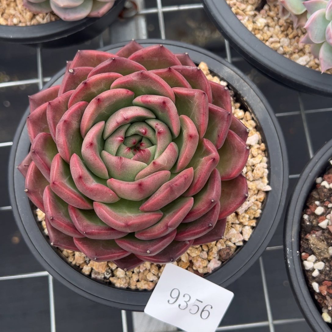 孙**姐9356肉肉肉肉肉