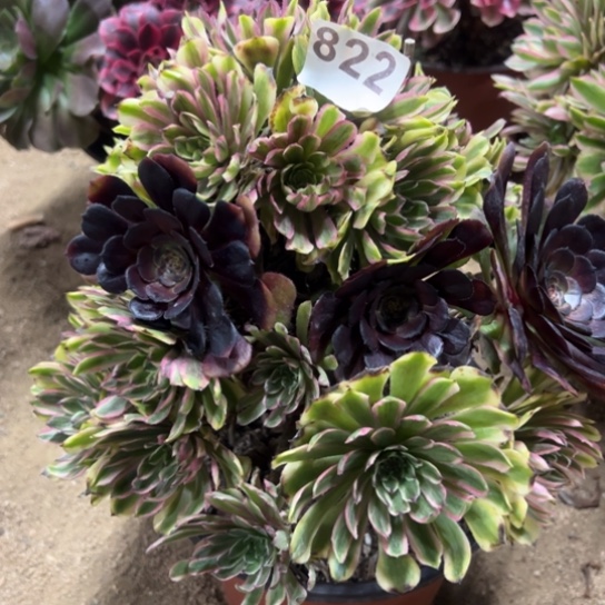 822初恋多肉植物花花