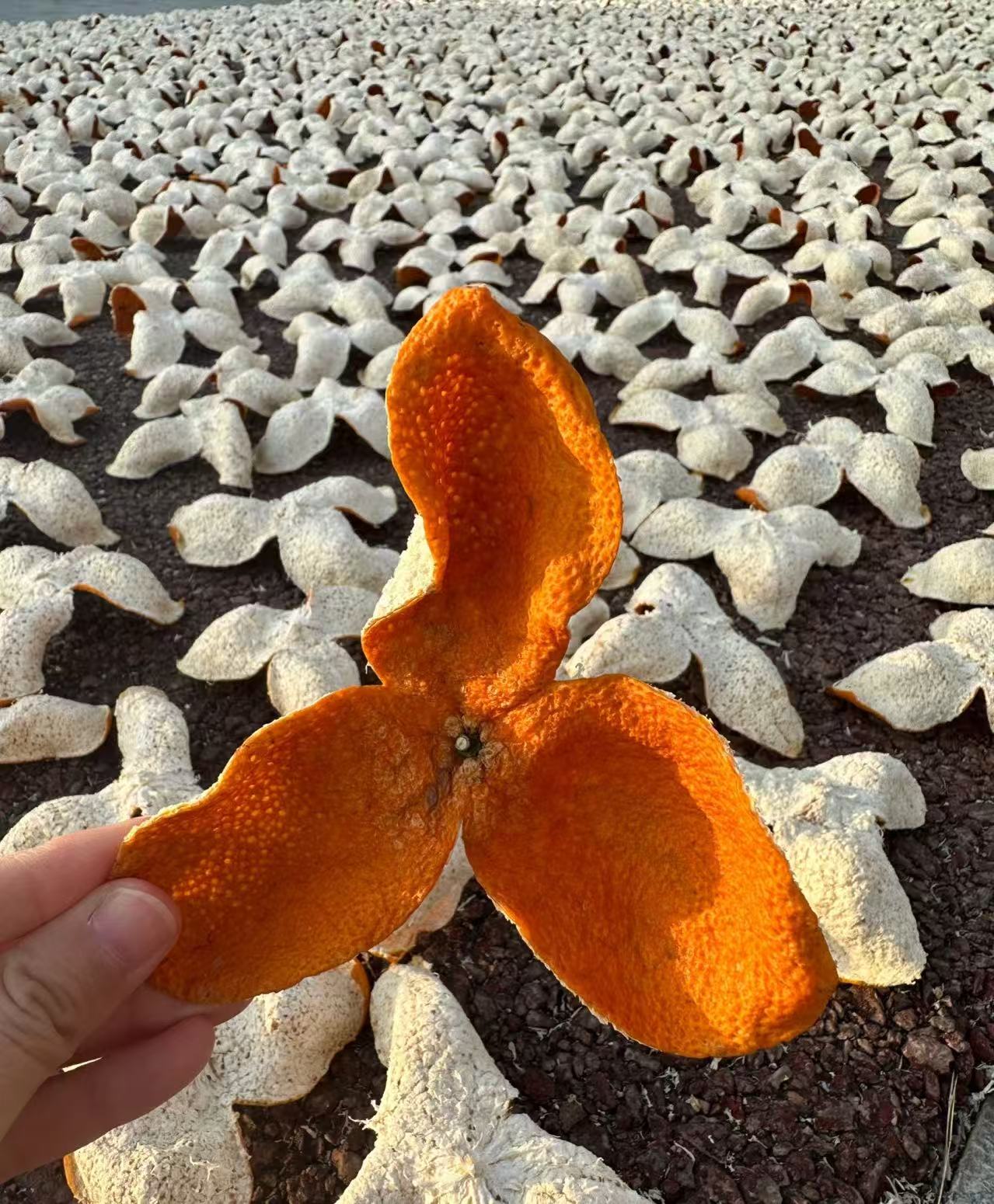 【第一批 抢鲜款】2025年东甲 原枝 老树大红皮陈皮