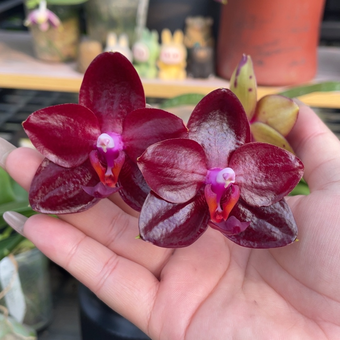 完全开放3.5弥陀国王