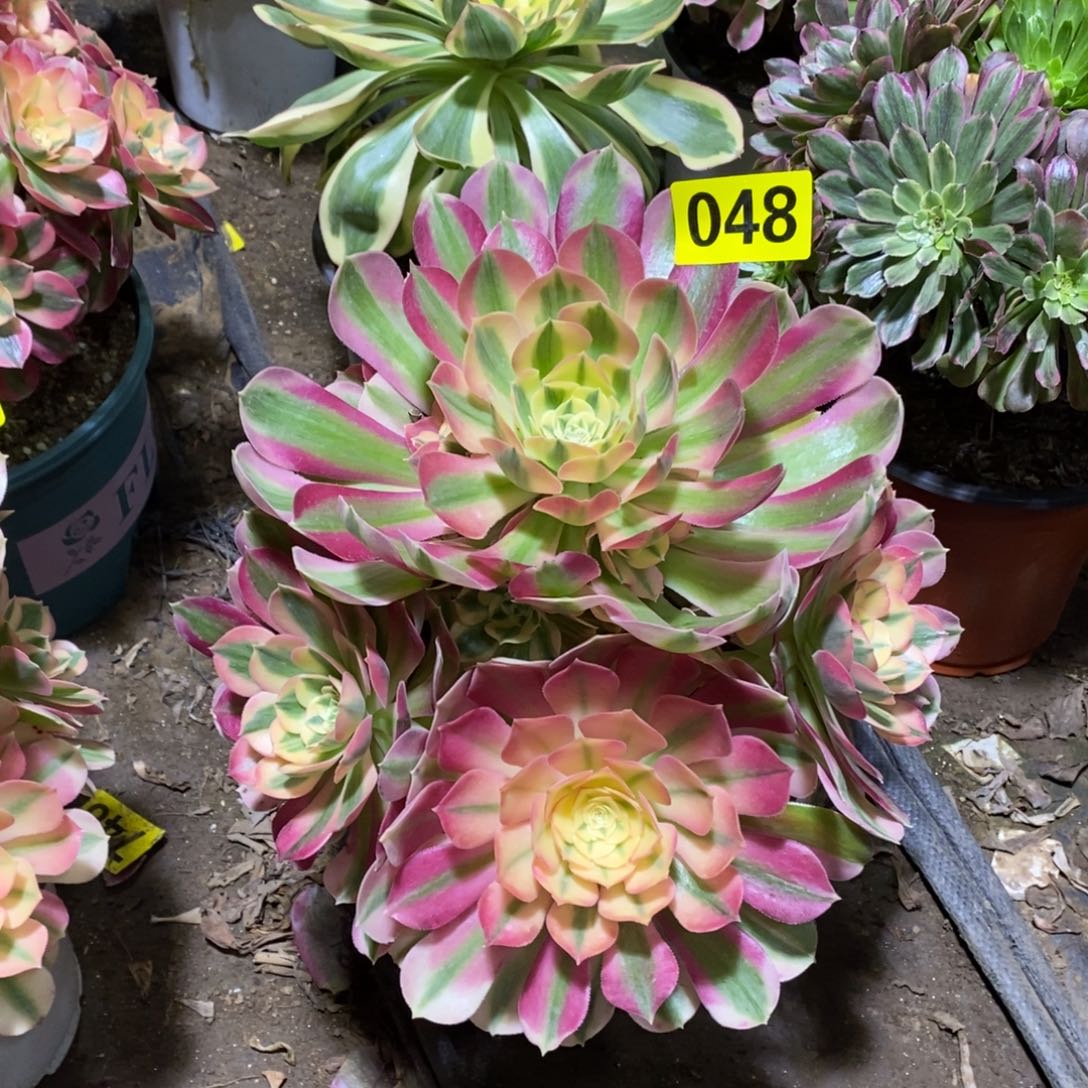 粉女巫多肉法师048