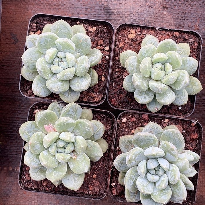 百达翡翠 脱土发