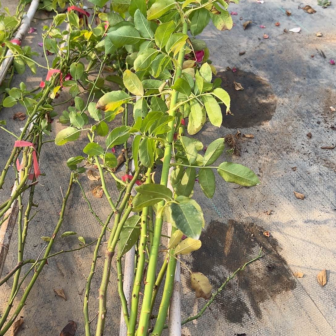 当前无花栽培后可以开花