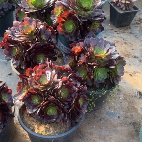 赤焰莲手棚亮牌9.9多肉植物