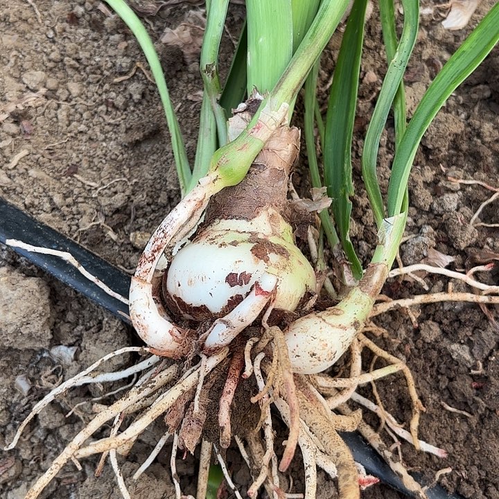 无花朵仙女尼夫包对版一号